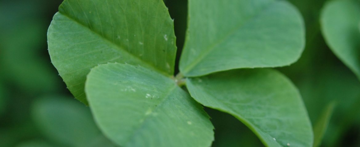 Don't depend luck to increase leads from your law firm's website