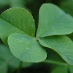 Don't depend luck to increase leads from your law firm's website