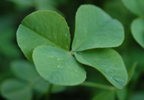 Don't depend luck to increase leads from your law firm's website